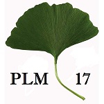 PLM17