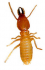 Termites , capricornes, vrillettes et autres Insectes Xylophages