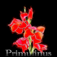 Primulinus