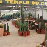 Le Temple Du Cactus