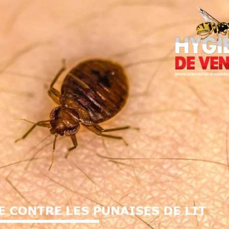 Hygiène De Vendée (Hdv3D)