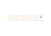 GEOFOSSILES