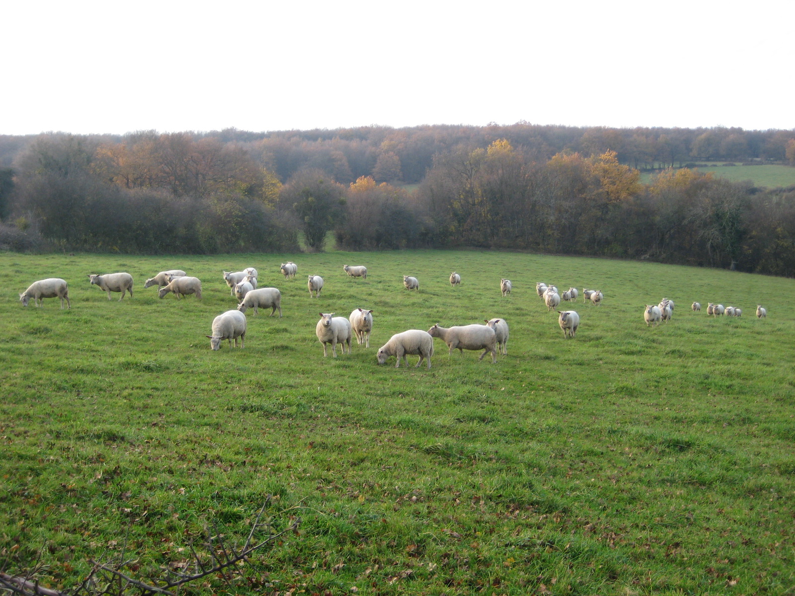 La Ferme du Mont Rouge Éleveur de bovins à Blanot (71250) Adresse