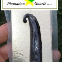 Plantation Gourle