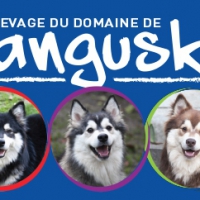 Elevage Du Domaine De Tangusko | Finnois De Laponie - Cavalier King Charles