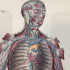 Lithographies de planches anatomiques