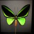 Papillon Troïde de Nouvelle-Guinée