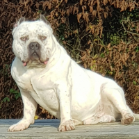 Élevage De Americanbully Pension Canine