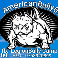 Élevage De Americanbully Pension Canine