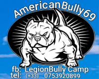 Élevage de AMERICANBULLY Pension Canine