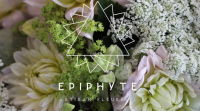 Epiphyte