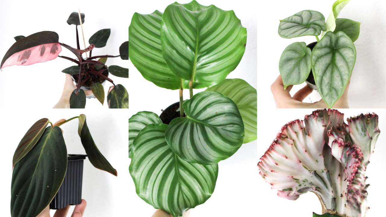 Le Calathea Orbifolia, la plante décorative de ton intérieur ! - Vert Bobo