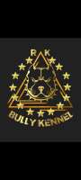 RK BULLY KENNEL