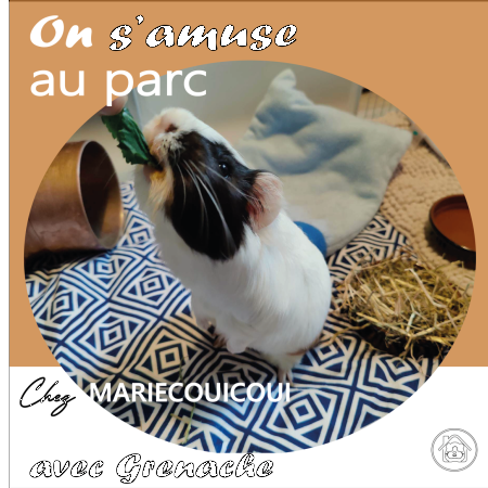Mariecouicoui Pet Sitting 100% Cochon D'inde