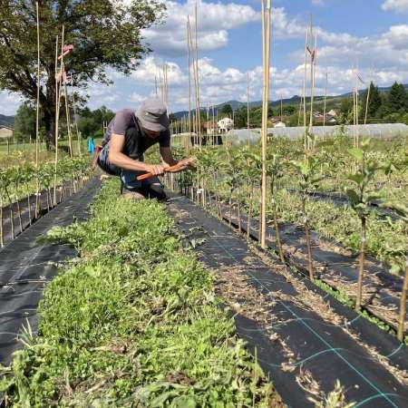 Pomaria-Pépinière Et Verger