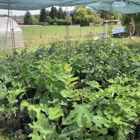 Pomaria-Pépinière Et Verger